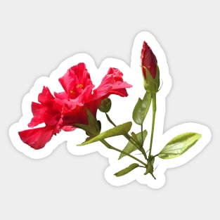 Red Hibiscus Tropical Flower and Bud Sticker